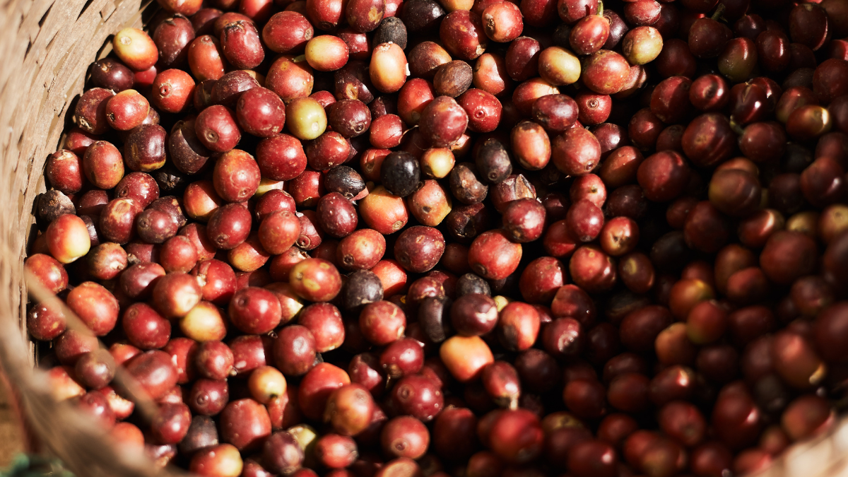 Typica.png